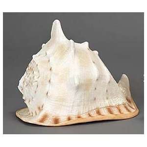  Sea Shell  Helmet