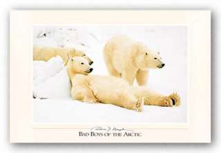 Bad Boys of the Arctic Thomas Mangelsen POLAR BEARS  