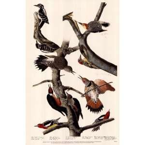  Red Bellied Woodpecker   Poster by John James Audubon 