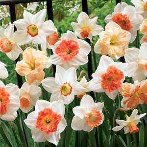  Apricot and Pink Daffodil Blend Patio, Lawn & Garden