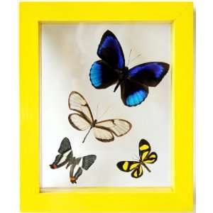  Sunny Yellow with Four Framed Butterflies Mounted 
