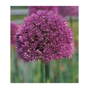  Allium Lucy Ball Patio, Lawn & Garden