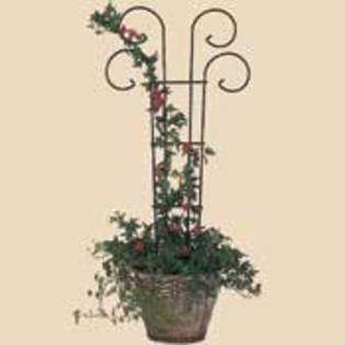 Shop for Arbors & Trellises in the Outdoor Living department of  