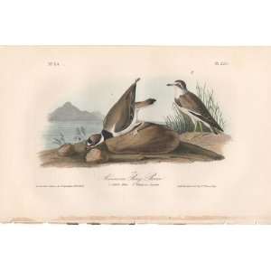  American Ring Plover   Original Audubon 1st Edition Octavo 