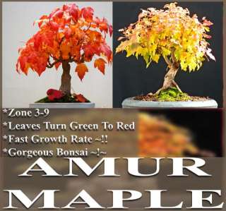 AMUR MAPLE SEEDS ACER GINNALA JAPANESE BONSAI TREE SEED  