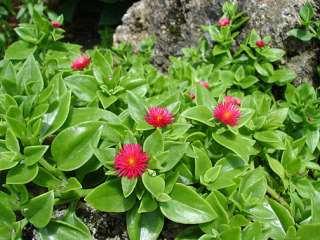 Aptenia cordifolia BABY SUN ROSE ~PLANT~  