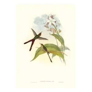  Gould Hummingbird III by John Gould 16x22 Kitchen 