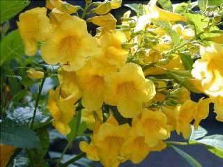 Tecoma stans   Yellow trumpet tree   20 seeds  