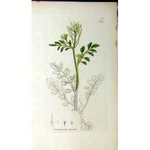   1793 Sowerby Botanical Print Cardamine Hirsuta Plant