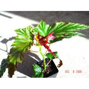  Sabre Tooth Edge Begonia Plant Patio, Lawn & Garden