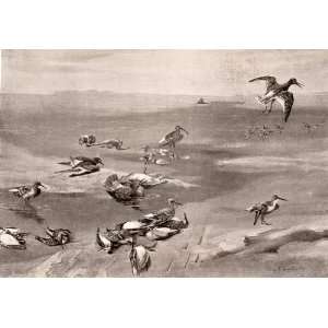 1906 Print Frank Southgate Waders Bird Gun Lake Marsh Wetlands Hunting 
