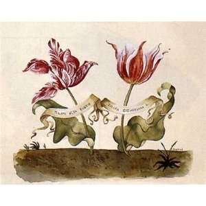  Botanical Tulip