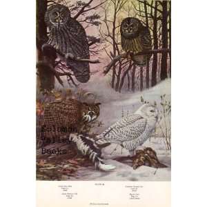  Plate, (American Birds) Eastern Screech Owl, Saw whet Owl, American 