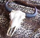 Amerikanischer Büffelschädel Bullenkopf Skull NEU