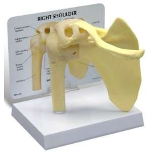 Human Shoulder Joint Anatomy/Anatomical Model #1790  