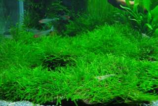Java Moss x2   Live Aquarium Plant Fish Fern nana crs  