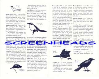 1952 BIRDS of the EVERGLADES Book Nice Color Plates  