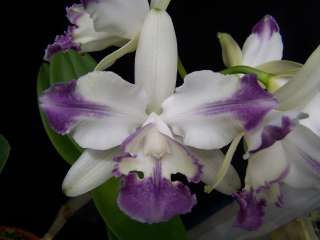   coerulea aquinii Blue Rhapsody x self orchid plant species  