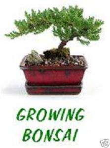 Growing Bonsai Tree grow step tip care tool indoor pot  
