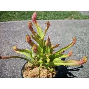  Belle Carnivorous Pitcher Plant 4 inch pot Patio, Lawn & Garden