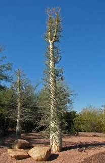 Foto de Wikepedia del árbol de Boojum grande