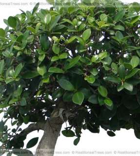 Old Green Island Bonsai Tree      Real Live Plant w/Pot  