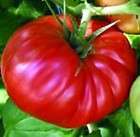 country taste hybrid tomato 45 seeds beefsteak type $ 3 99 