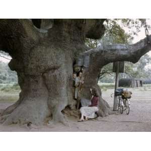  Tourists Stand Inside Decaying Part of Ancient Oak Called 