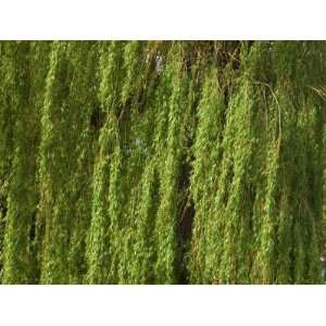  A Lush Green Weeping Willow Branches and Leaves 