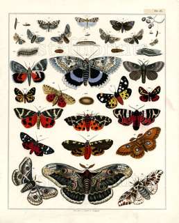 1843 OKEN HC LITHOGRAPH FOLIO moths, butterflies  