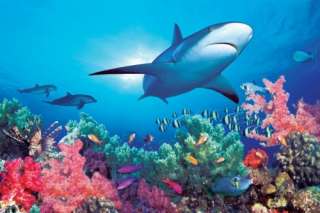 OCEAN LIFE   NATURE POSTER (CORAL REEF & GREAT WHITE)  