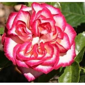  Imp Rose Seeds Packet: Patio, Lawn & Garden