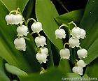 10 live lily of the valley perennial shade plant fragrant