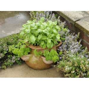  Herb Garden with Terracotta Pot with Sweet Basil, Curled 